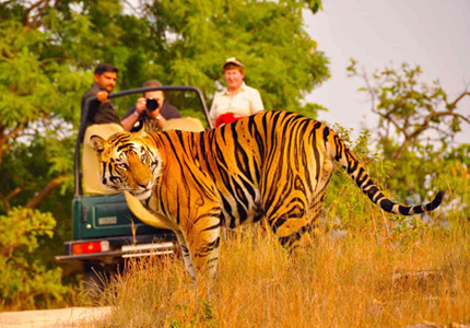 Jammu to Rajasthan Cultural and Wildlife Expedition